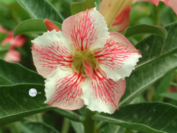 (image for) Adenium Obesum \'Star of Red Ripples\' x 5 Seeds